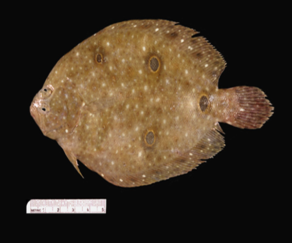 Ancylopsetta ommata (formerly A. ocellata) - ocellated flounder from SEAMAP Cruise